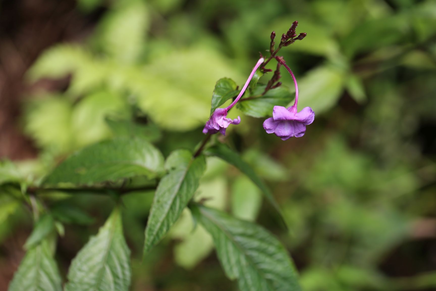 庆元植物1134-爵床科-白接骨属-白接骨