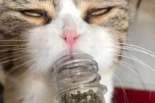 原创精选 猫咪一旦吸上猫薄荷,就会变得这副鬼样子,真的无法直视