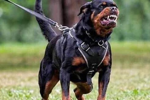 狗狗知识百科的个人展示页