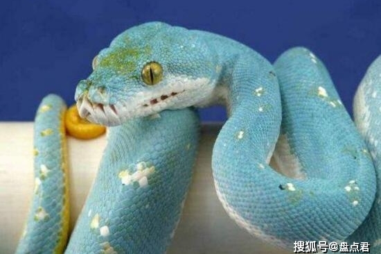 原创9匹狼围攻1头母牦牛,公牦牛冲上来不帮忙,反而撞倒母牦牛