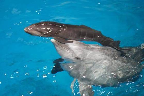 国内首例"混血"鲸豚兽在天津满月