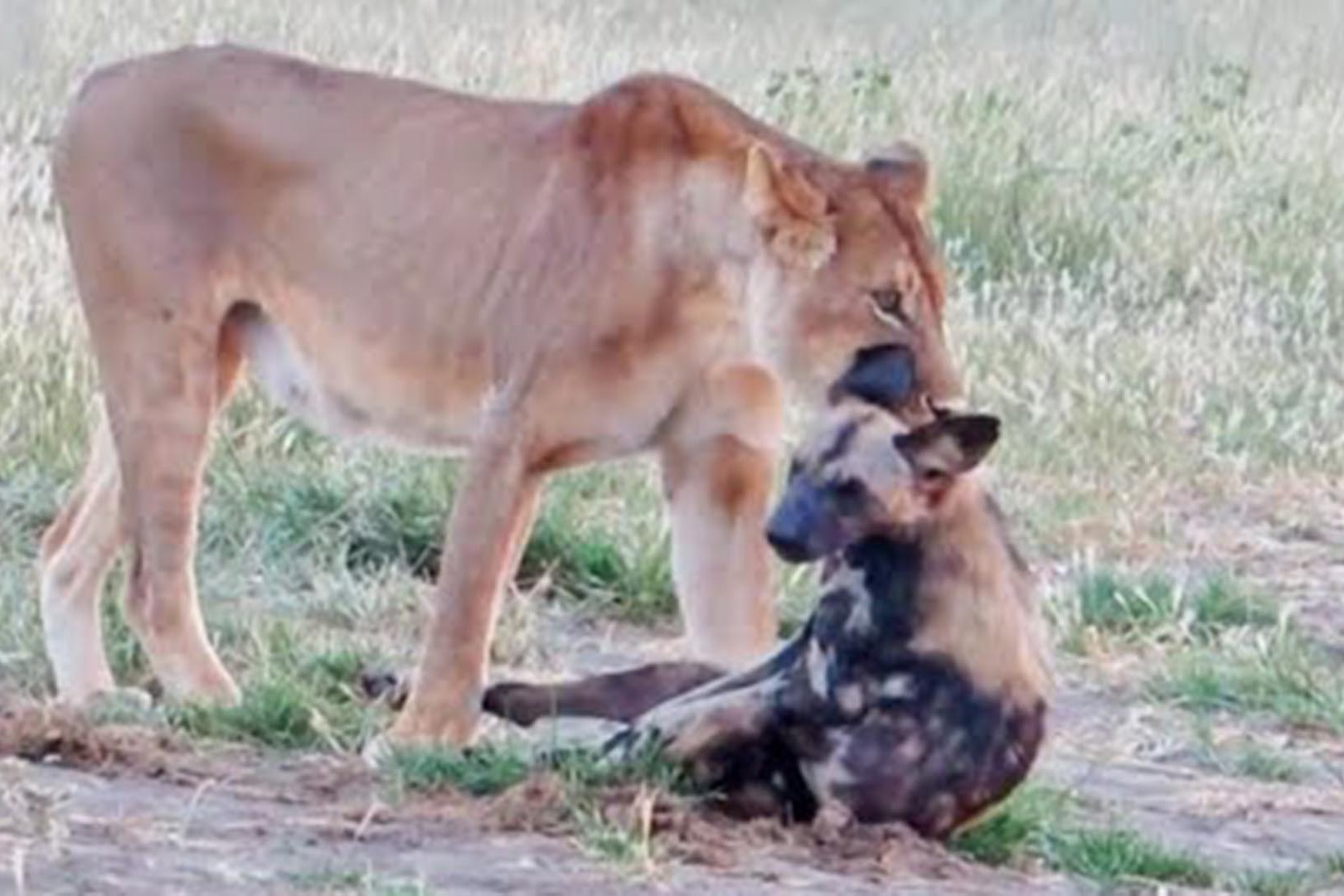 狂妄野狗群追杀狮子,狮子紧盯着一个咬,最终杀死一只示威!