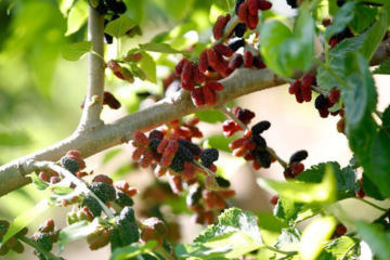 监管出手：鼎益丰的“玄学”投资真“悬”了 多