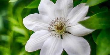 进入夏天，这四大星座的桃花运如火，会开启浪漫之旅，双宿双飞了