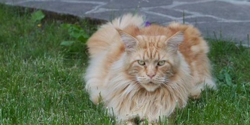 缅因猫的性格特点，国内哪家缅因猫舍好，宠物你不知道的那些事