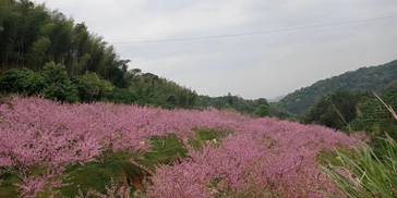 未来99天，四大生肖财富蜂拥而至，大显身手，赚钱心里美