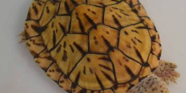 龟背甲光泽如滑，要不试试这样做。有效果