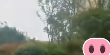 “老子有钱！”开“徽州宴”女子：敢弄我的狗就给你孩子弄死