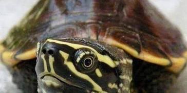 长得像麝香，经常被认错，却比麝香龟难养多了