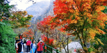 海誓山盟 爱在崂山 | 崂山婚尚文化旅游之爱在四季（三）