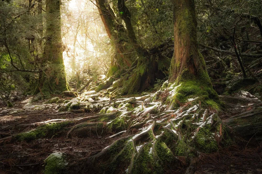 猎奇馆屋久岛幽灵公主守护的森林秘境