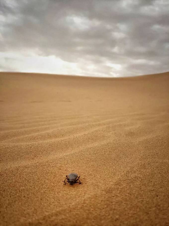 沙漠里的危险图片