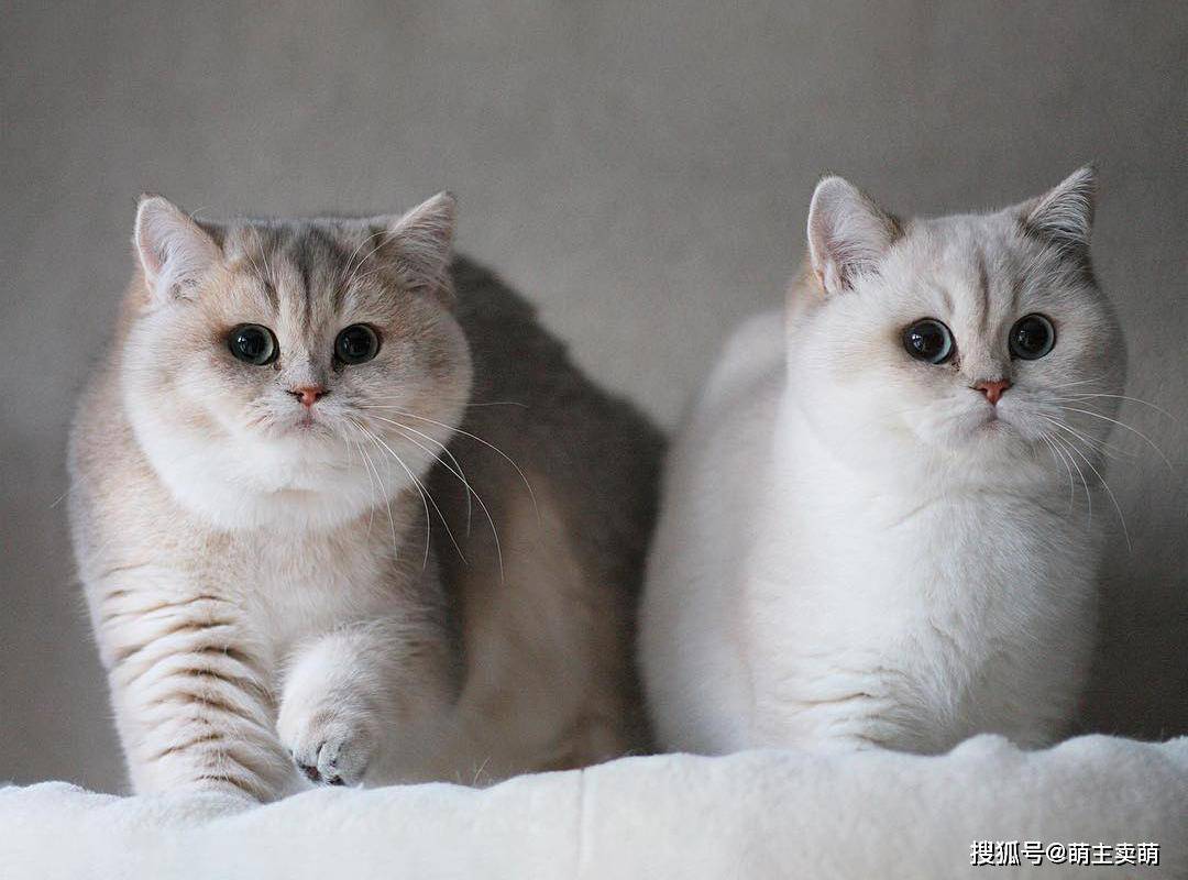云吸猫就应该吸这种呆萌可爱的小猫咪-搜狐大视野-搜狐新闻