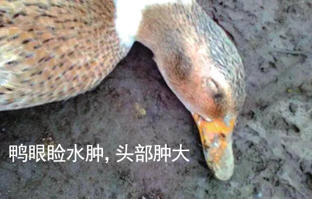 别放松警惕春夏之交可是鸭瘟的高发时期
