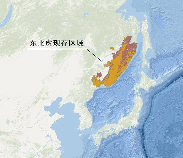 西伯利亞地區,大霸主級的對抗,東北虎與棕熊誰更豪橫?