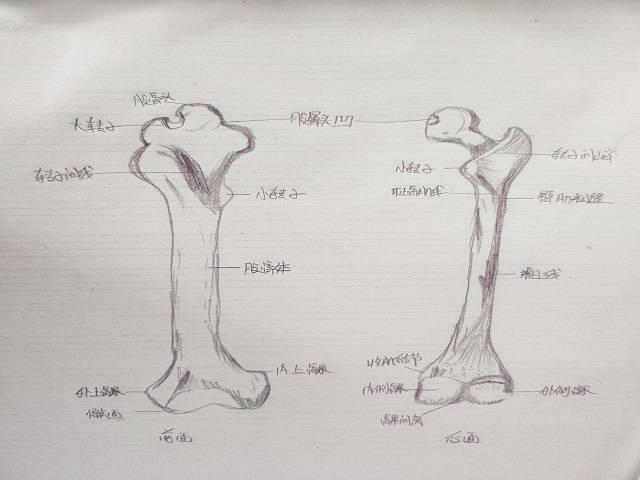 骨骼绘画作品图片