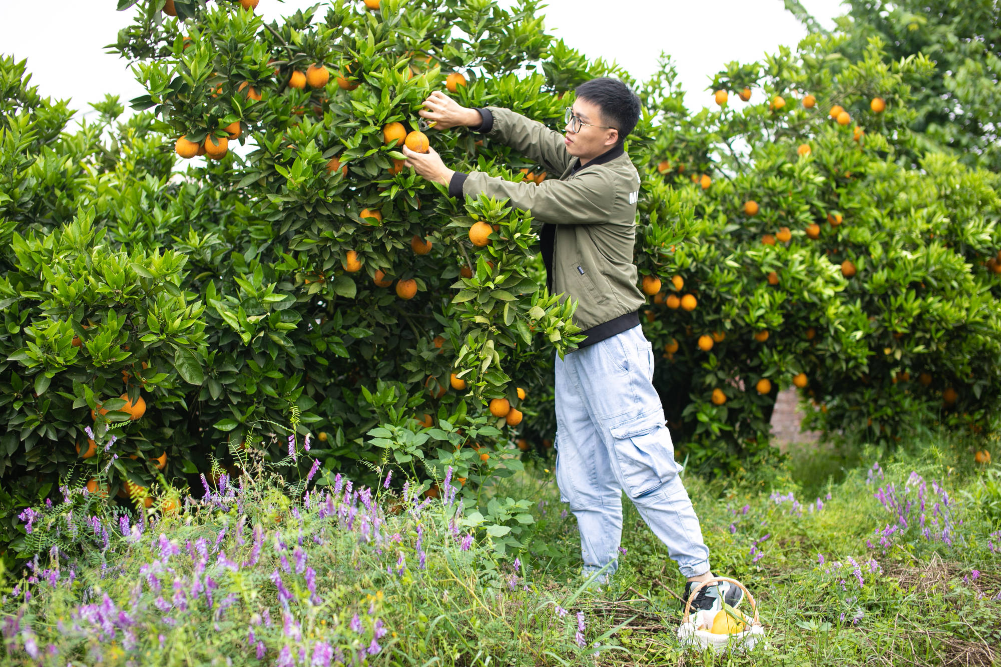 重庆出发2小时自驾游,到忠州吃水果,一年四季脐橙不断!