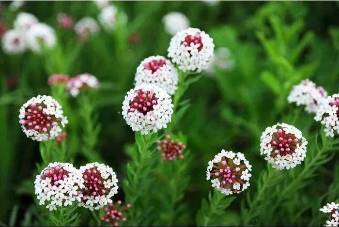 狼毒花煙管薊野火球興安白頭翁紫花鳶尾野生白色杜香興安杜鵑(達紫香)