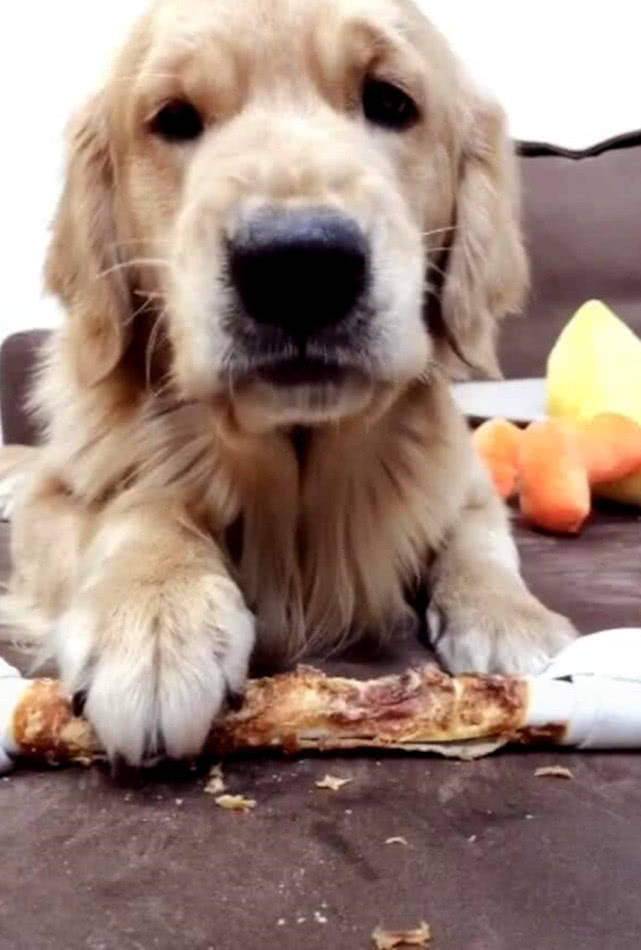 原创金毛正在啃鸡腿,主人想把剩下的骨头拿走,狗狗立马换了副面孔