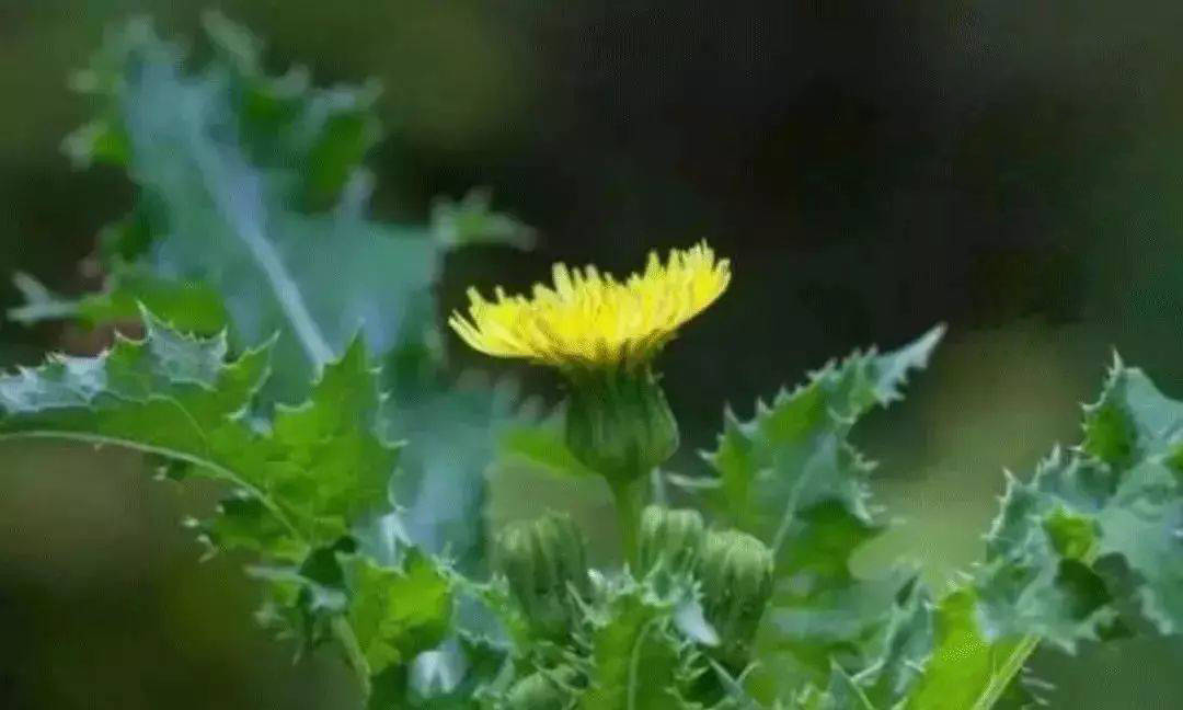 时节|小满节气灸，健脾祛湿是关键