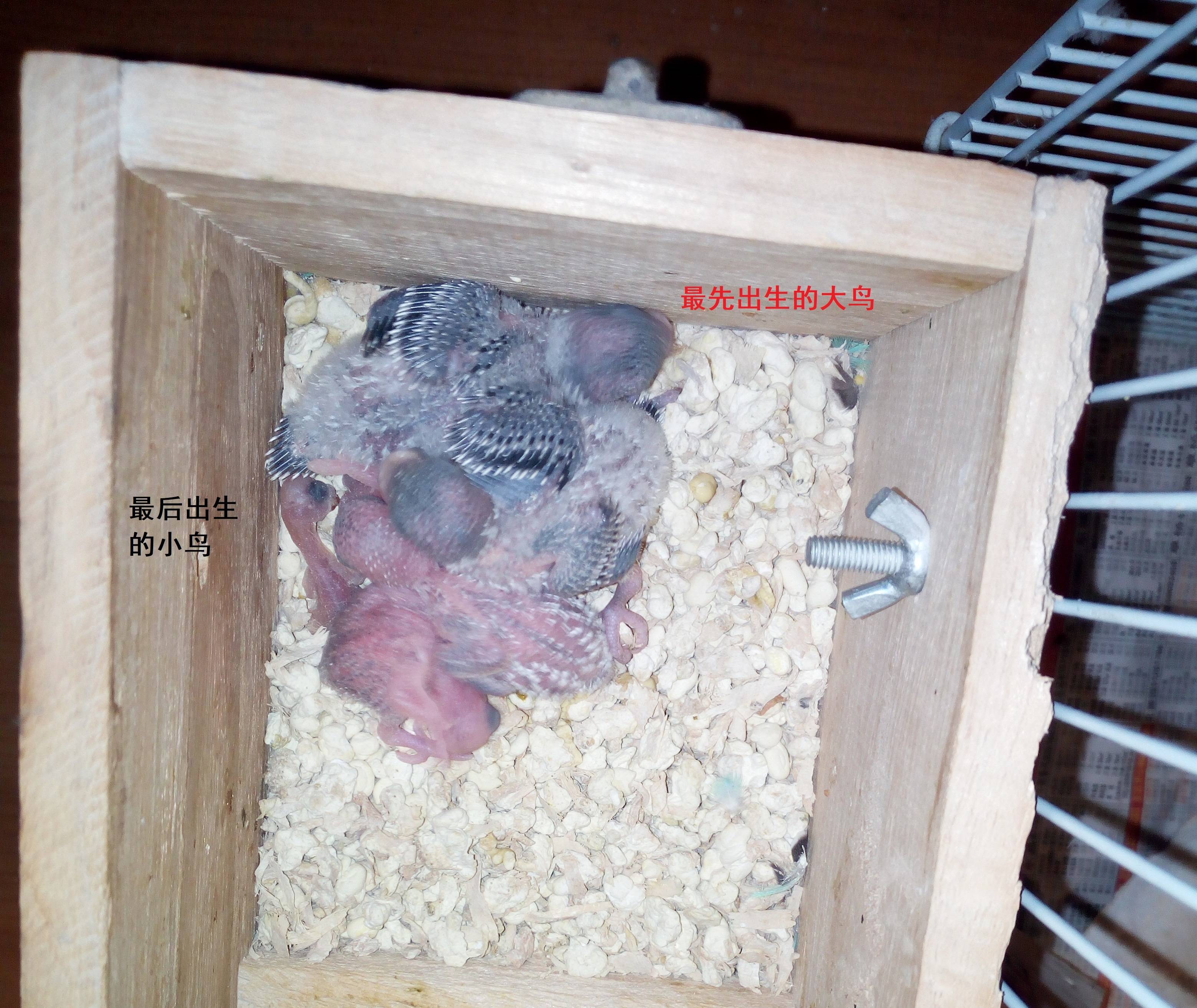 云斑鹦鹉等小型鹦鹉每窝大概会生5-6枚鸟蛋,不过最终会孵化出来的大概