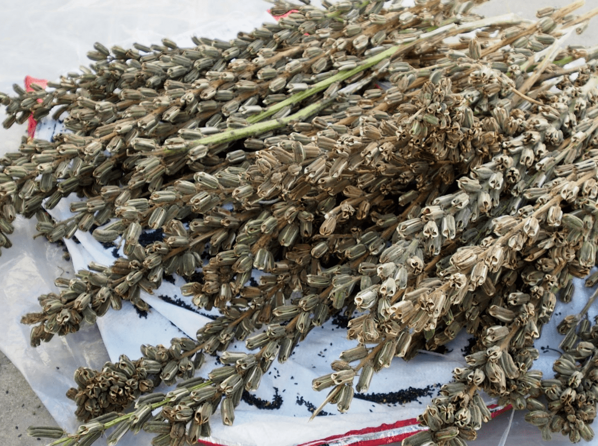 中国食用清油的历史,是否与汉代西域的“胡麻”有关-搜狐大视野-搜狐新闻
