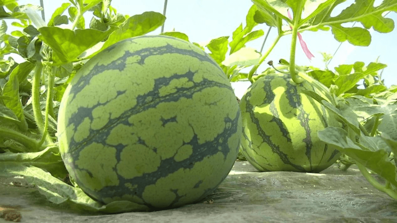风味蓝农丨在舟山,有一种夏天叫朱家尖西瓜