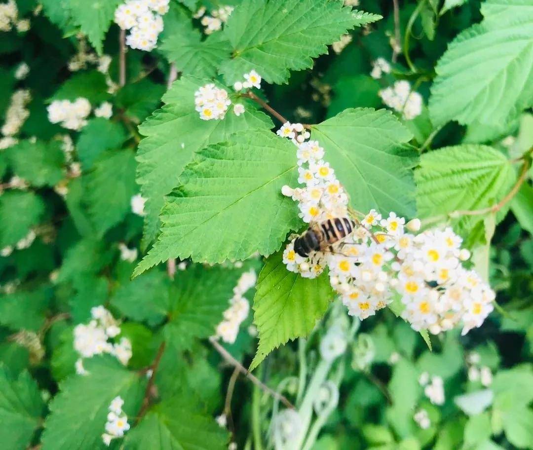 探索自然与人文交相辉映的鸡公山下篇