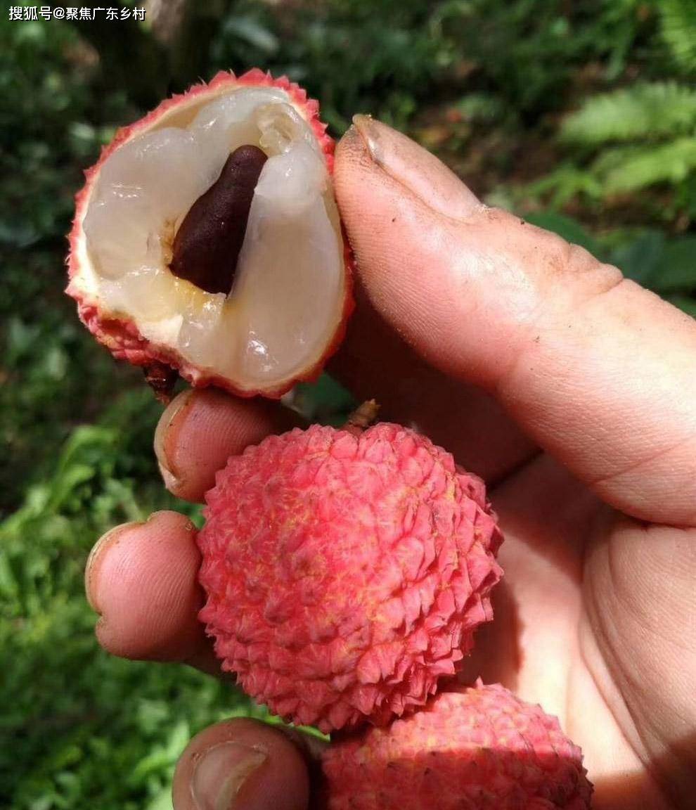 五月荔枝红了,我们又可以品岭南佳果了,但要怎样选上乘的品种呢?