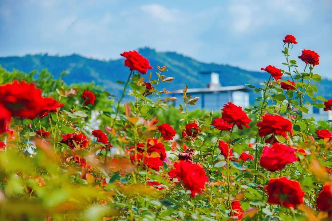 干货瑞金红都幸福花海的五月赏花指南
