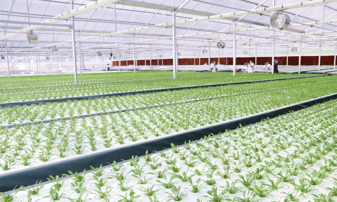 智慧农业,揭秘这个温室大棚里都有哪些高科技_手机搜狐网