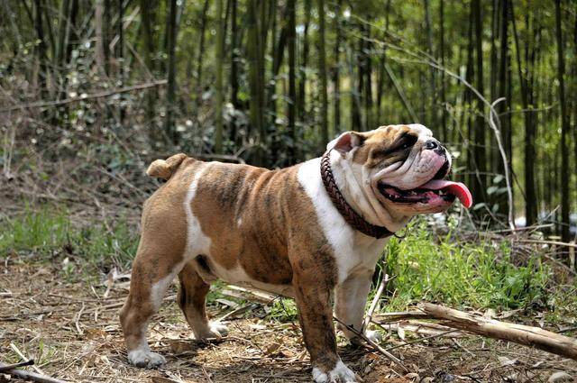 鬥牛犬好養嗎?這幾點飼養攻略你要熟記