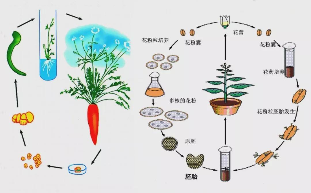 植物组织培养示意图图片