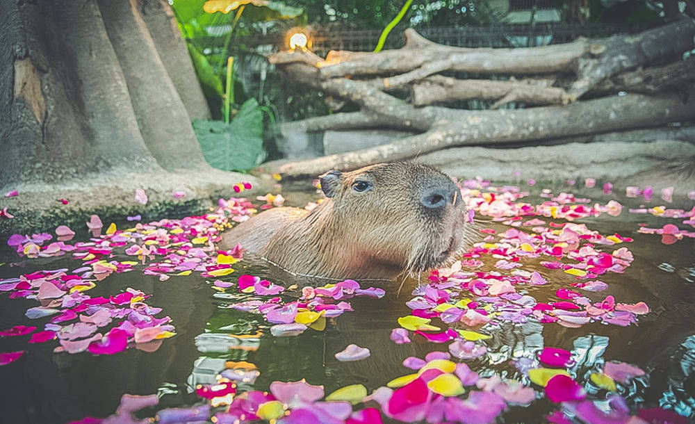 原创这是日本关西人气必去景点,在神户动物王国,和水豚君近距离接触