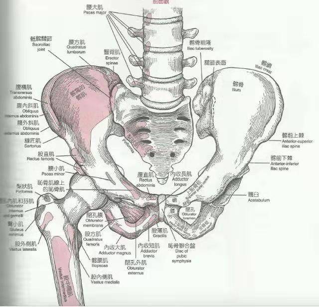 骨盆前倾的危害,谎言背后的真相