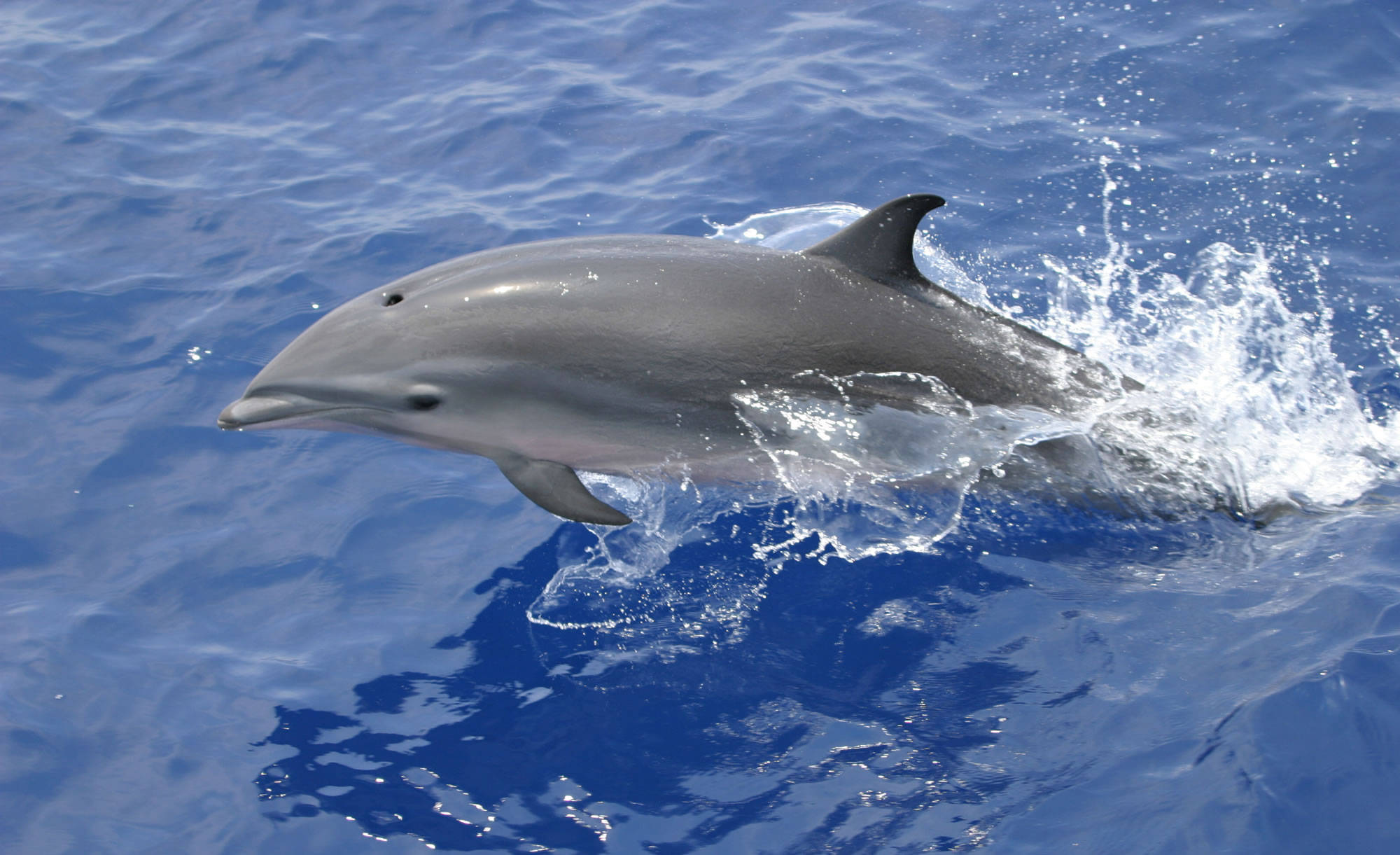 compared to other animals, dolphins are believed to be very