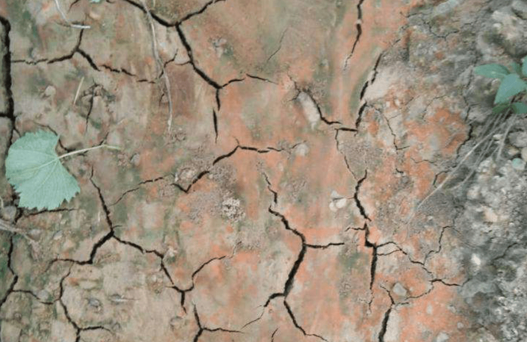 大棚土壤酸化的图片图片