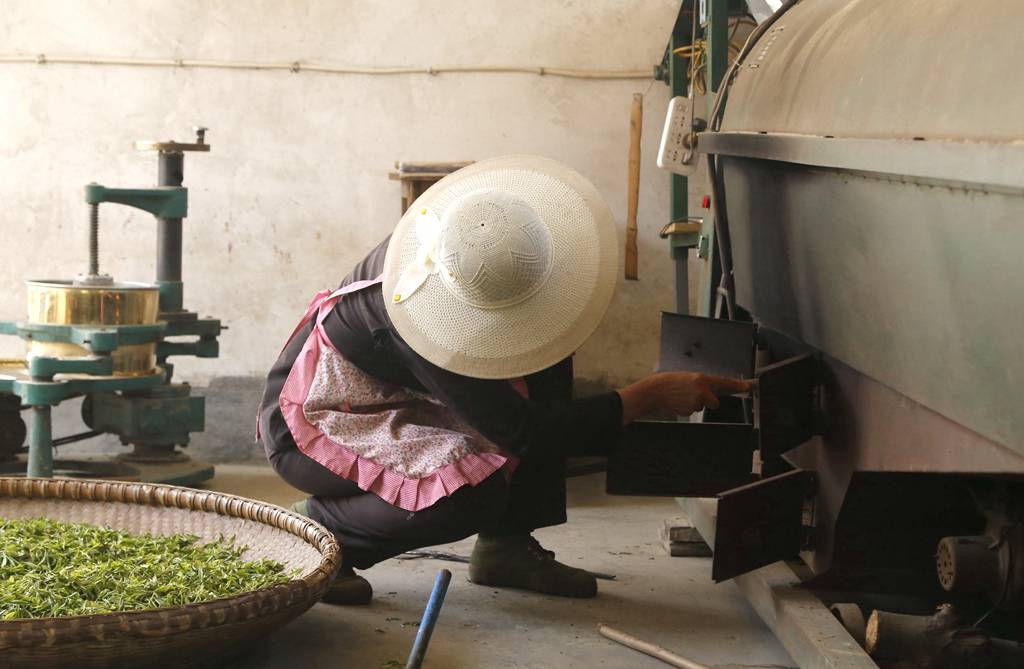 信阳云雾山茶场图片