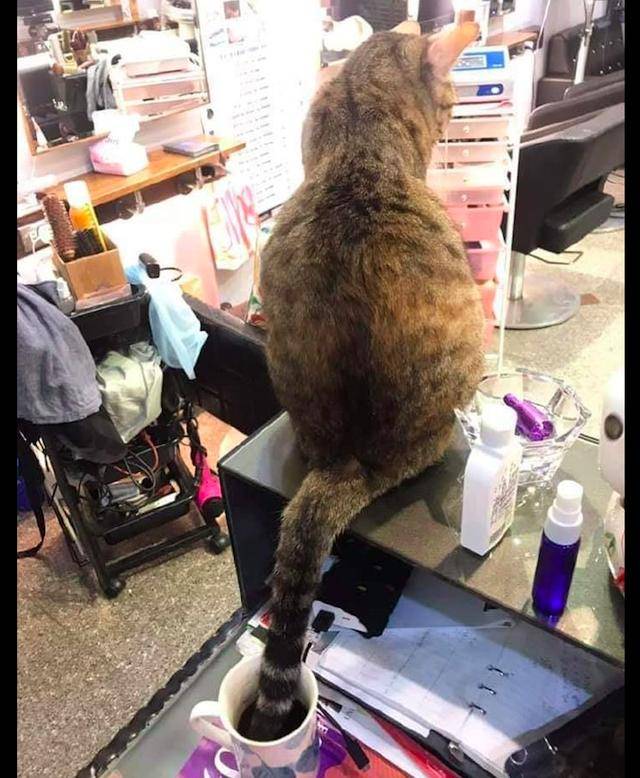 网友冲了杯咖啡猫咪却把它的尾巴放了进去猫尝尝猫尾咖啡