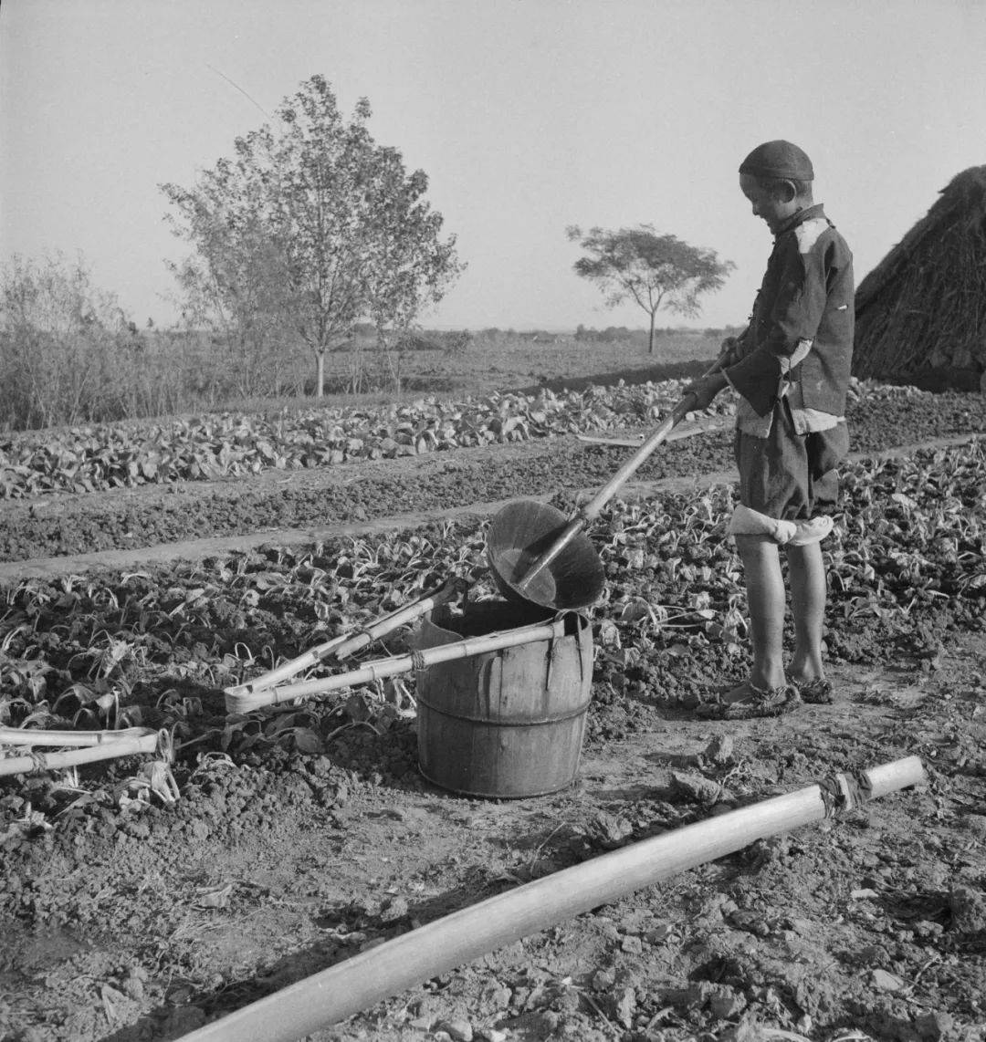原创老照片:40年代的原始耕种方式