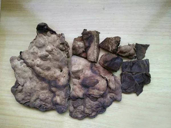 千金难求的天材地宝——野生血灵芝(棺材菌)