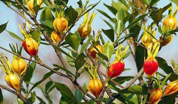 晚上睡不着不要急,用一物泡水喝,告别失眠,一觉到天亮_栀子