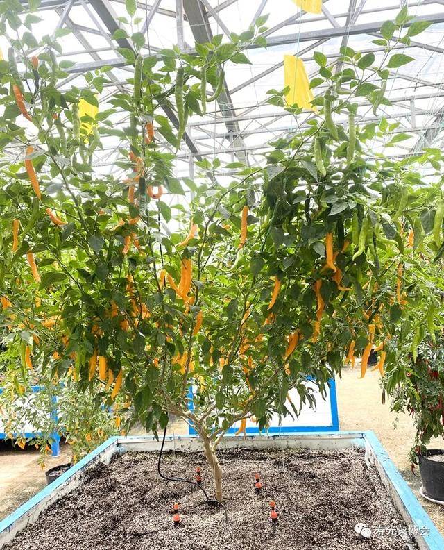 单株树冠覆盖面积可达160多平方米,累计结果可达6000多斤的西红柿树