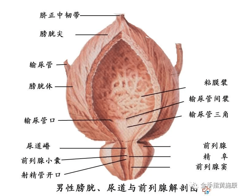 前列腺局部解剖图片