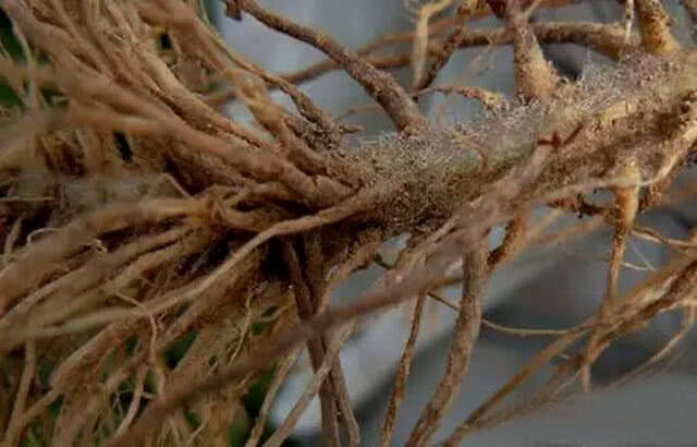 苹果根腐病发病条件,苹果根腐病的防治,苹果根腐病的防治就用根小子!