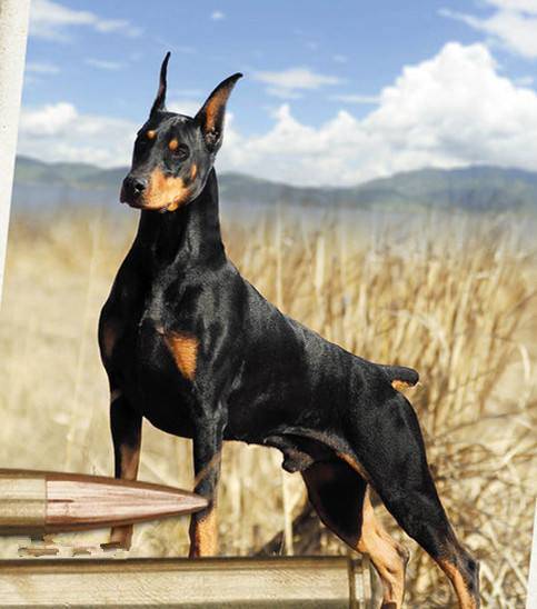 杜宾犬其实是不适合作为个人来饲养的,因为它需要活动空间,且非常勇猛