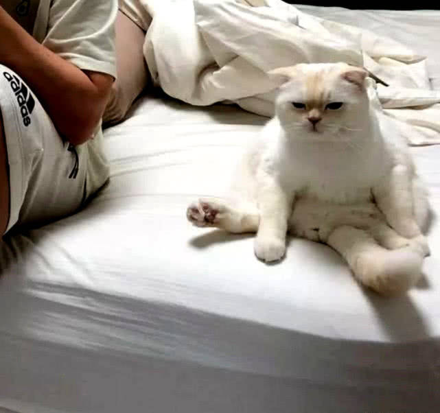 白猫瘫在床上发呆主人好奇碰了一下头结果它立马变了脸