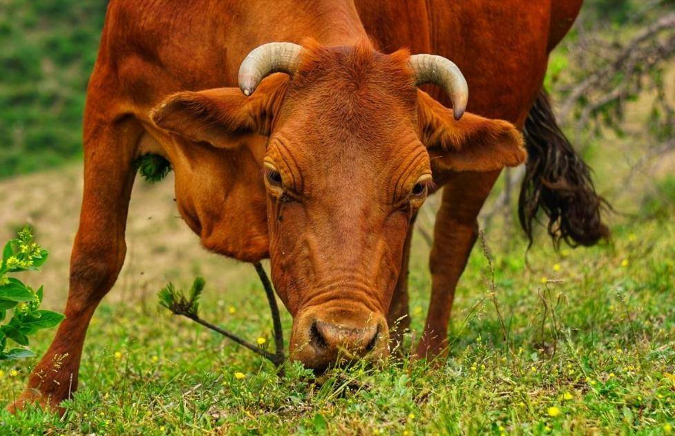 周末徒步高山牧场蓝天白云下与黄牛相遇美的一塌糊涂