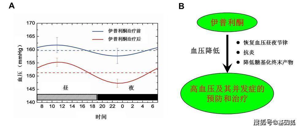 发现盐皮质激素受体阻断剂可以治疗高血压伴随的血压昼夜节律紊乱