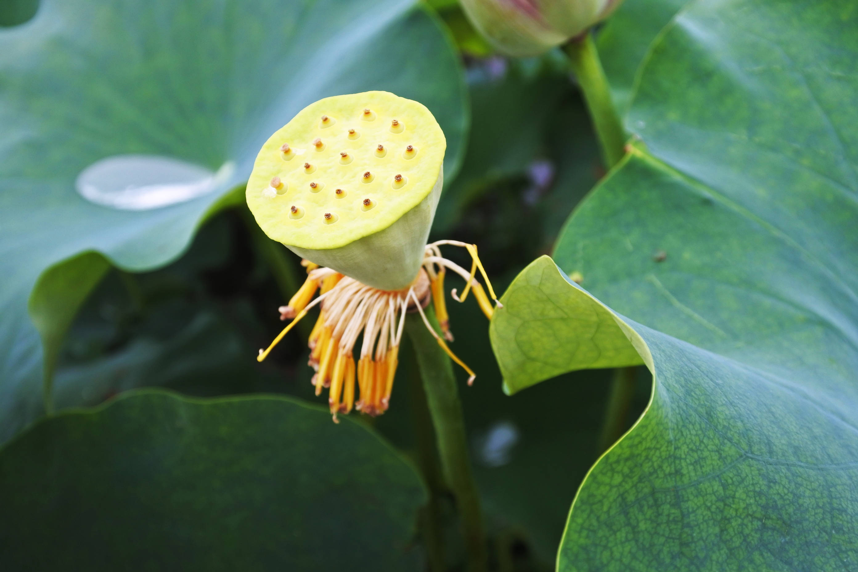 贺州可以看荷花了,就在市区附近,你要来吗